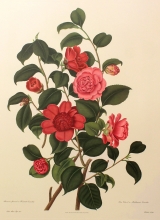 camelia 02 - Anemone flowered or Warath Camellia